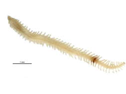 Image of Paralacydonia paradoxa Fauvel 1913