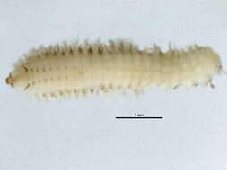 Image of Fringe-gill Mudworm