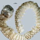 Image of Korean lugworm