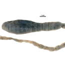 Pherusa bengalensis (Fauvel 1932) resmi