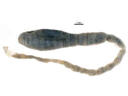 Image of Pherusa bengalensis (Fauvel 1932)