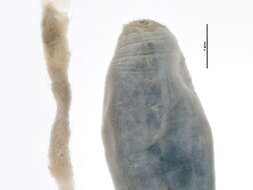 Image of Flabelligeridae
