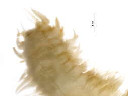 Image of Poecilochaetidae