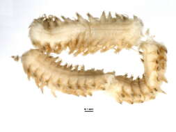 Image of Inermonephtys inermis (Ehlers 1887)