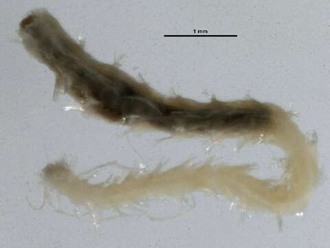Image of <i>Spiophanes fuscatus</i>