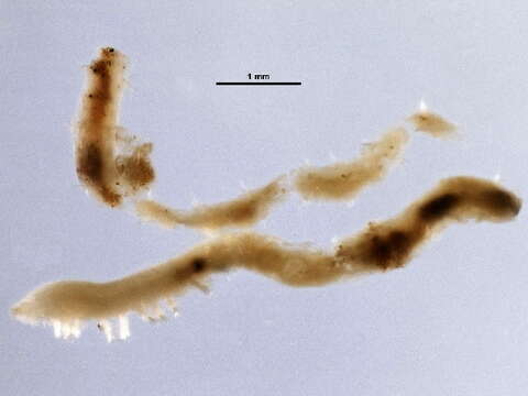 Image of Prionospio queenslandica Blake & Kudenov 1978