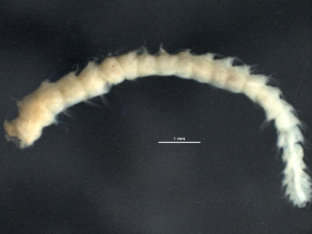 Linopherus ambigua (Monro 1933) resmi