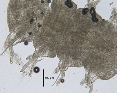 Image of Lumbrineris longifolia Imajima & Higuchi 1975