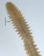 Image of Nephtys neopolybranchia Imajima & Takeda 1987