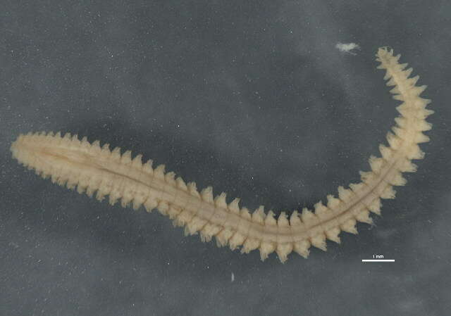 Image of Nephtys neopolybranchia Imajima & Takeda 1987