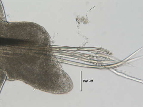 Image de Lumbrineris inflata Moore 1911