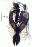 Image of Ninoe palmata Moore 1903