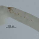 Image of Polyophthalmus qingdaoensis Purschke, Ding & Müller 1995