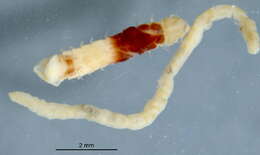 Image of Magelonidae