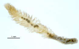 Image of Fringe-gill Mudworm