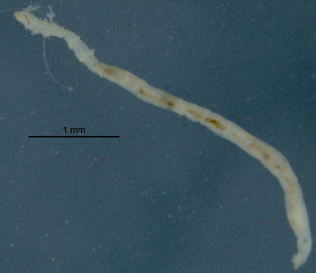 Image of Fringe-gill Mudworm