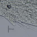 Image of Fringe-gill Mudworm