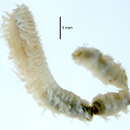 Image of Scolelepis (Scolelepis) lingulata Imajima 1992