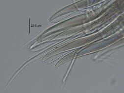 Scolelepis (Scolelepis) lingulata Imajima 1992的圖片