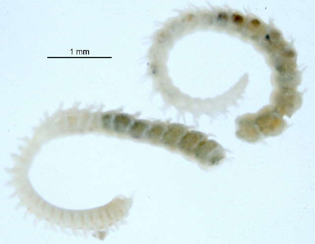 Слика од Scolelepis (Scolelepis) daphoinos Zhou, Ji & Li 2009