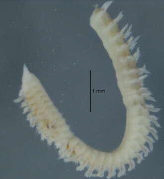 Image of Scolelepis (Scolelepis) daphoinos Zhou, Ji & Li 2009