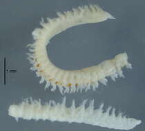 Image of Scolelepis (Scolelepis) daphoinos Zhou, Ji & Li 2009