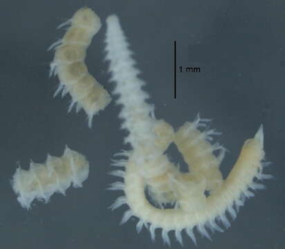 Image of Scolelepis (Scolelepis) daphoinos Zhou, Ji & Li 2009