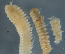Image of <i>Spiophanes fuscatus</i>
