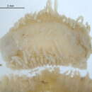 Image of <i>Dispio protubero</i>