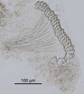 Terebella Linnaeus 1767的圖片