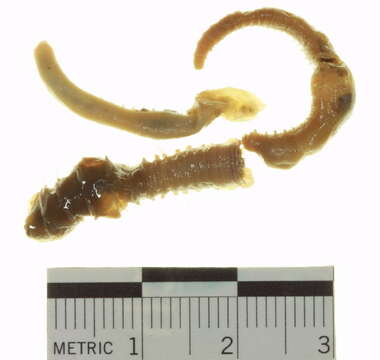 Image of Spagetti worm