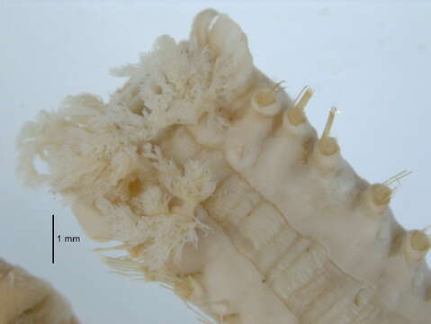 Image of Spagetti worm