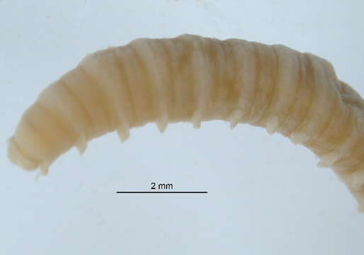 Image of Spagetti worm