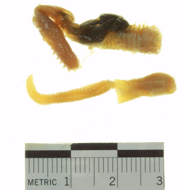 Image of Spagetti worm