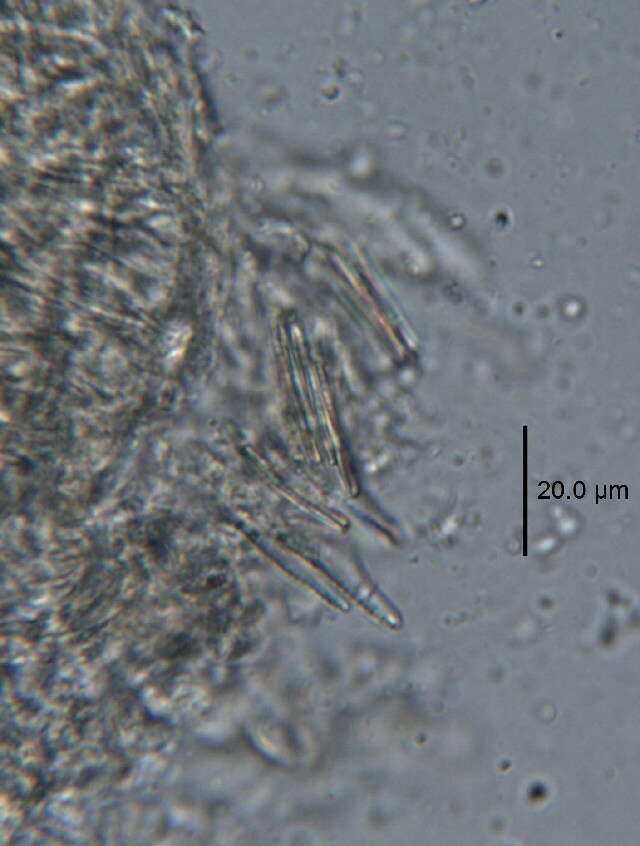 Sivun Mesochaetopterus japonicus Fujiwara 1934 kuva