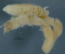 Image of Aricidea subgen. Aricidea