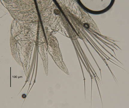 Image of Nectoneanthes oxypoda (Marenzeller 1879)