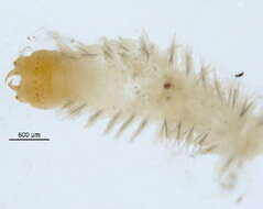 Nectoneanthes oxypoda (Marenzeller 1879) resmi