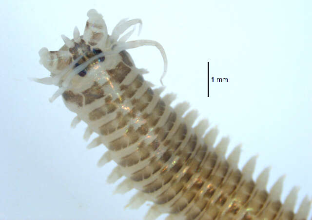 Image of marine ragworm