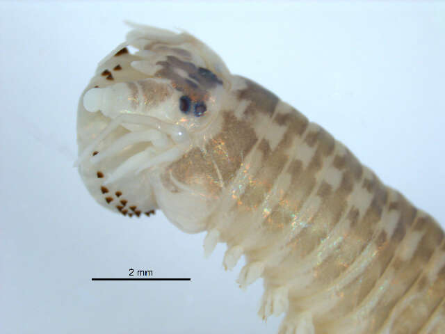 Image of marine ragworm