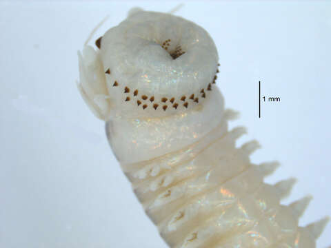 Image of marine ragworm