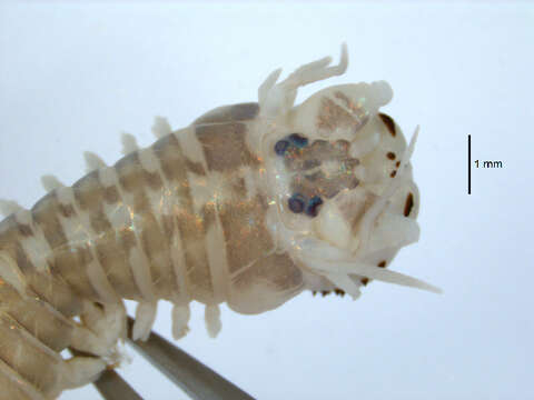 Image of marine ragworm