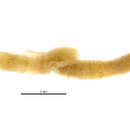 Image of Polychaete