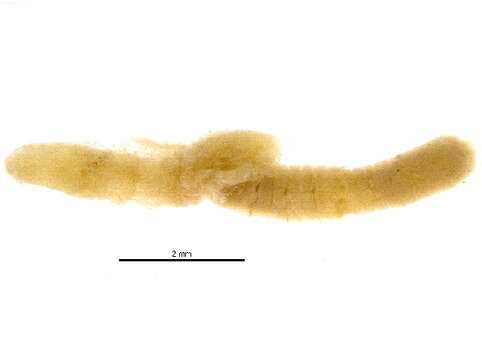 Image of Polychaete