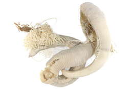 Image of Cirriformia tentaculata (Montagu 1808)