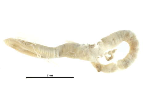 Image of Cirriformia filigera (Delle Chiaje 1828)
