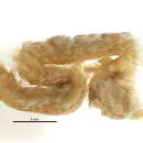 Image of <i>Ehlersileanira izuensis hwanghaiensis</i>