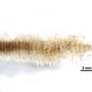 Sivun Nonparahalosydna pleiolepis (Marenzeller 1879) kuva