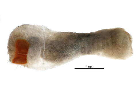 Image of Sternaspis scutata (Ranzani 1817)