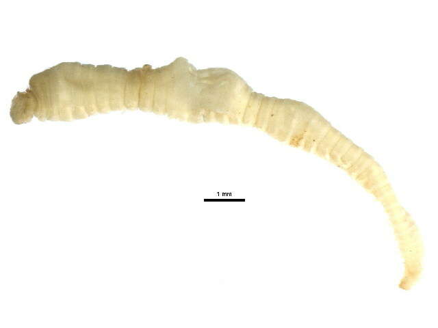 Image of Spagetti worm